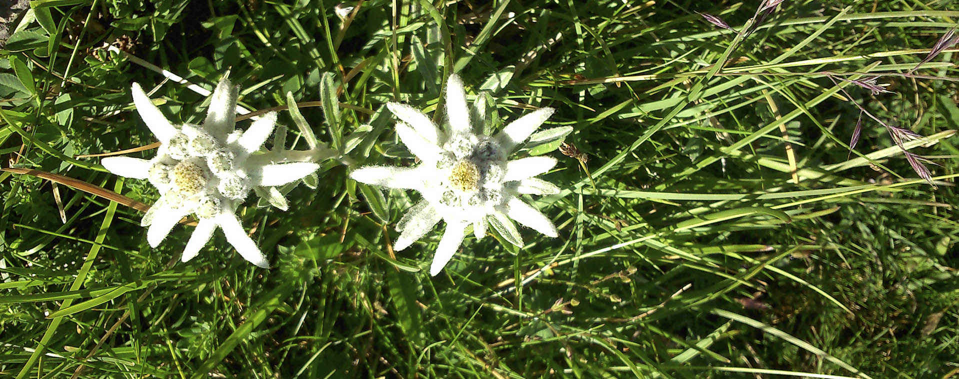 Flor de nieve (edelweiss) en flor en los pastos de Ordesa en verano